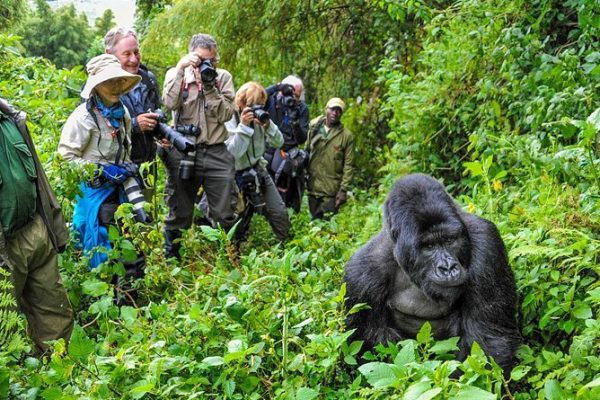 Gorilla Tours