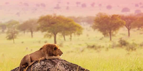 Kidepo Valley National Park Wildlife Game drive in Rwanda