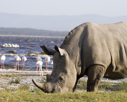 Lake Nakuru National Park 