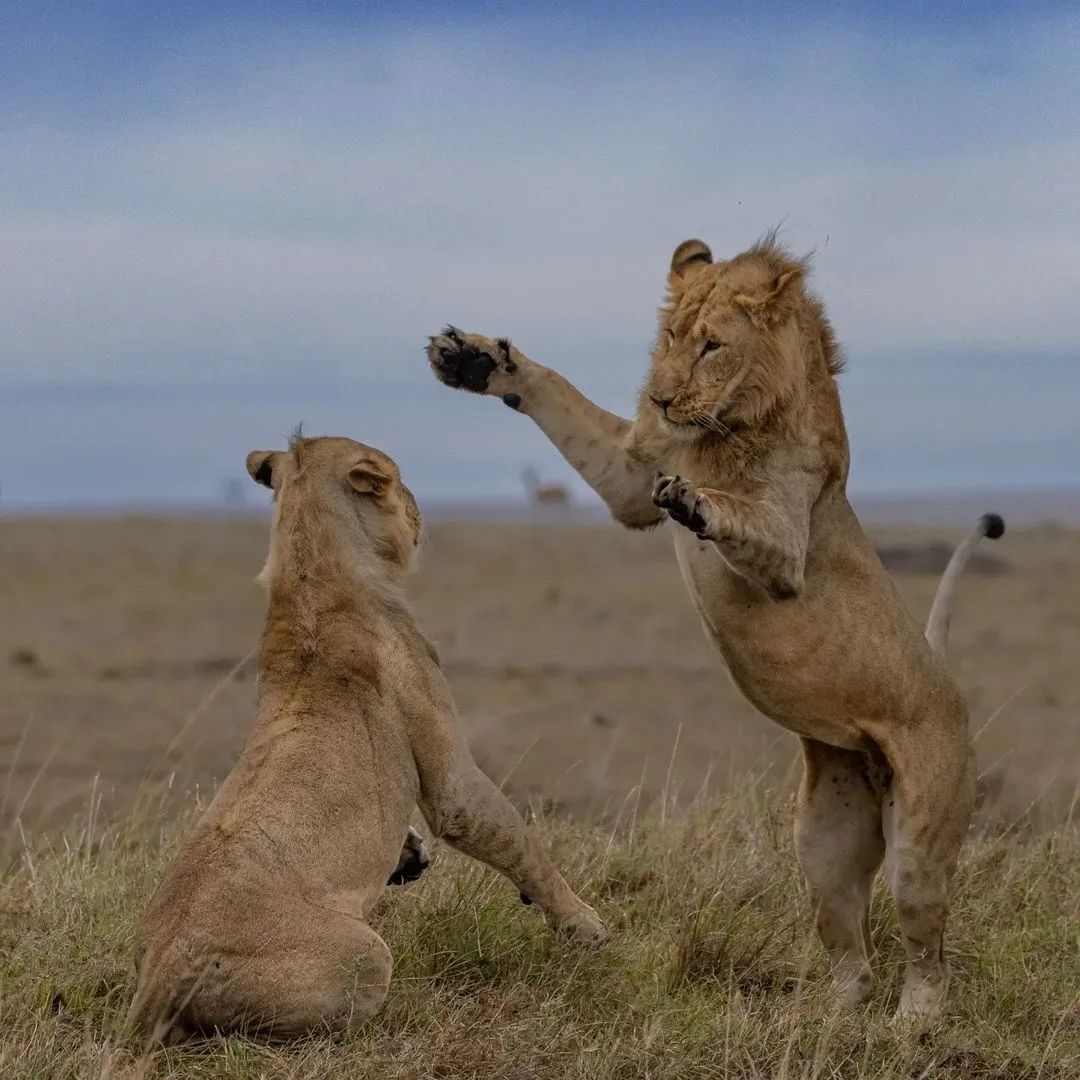Lions in Masai mara