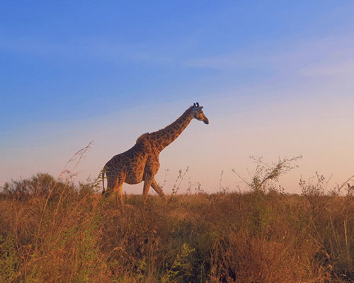 Masai Mara National Park 