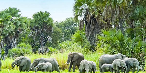 Nyerere National Park