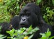 Mountain Gorillas