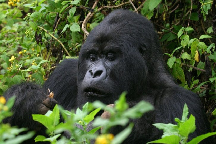 gorila Mountain Gorillas