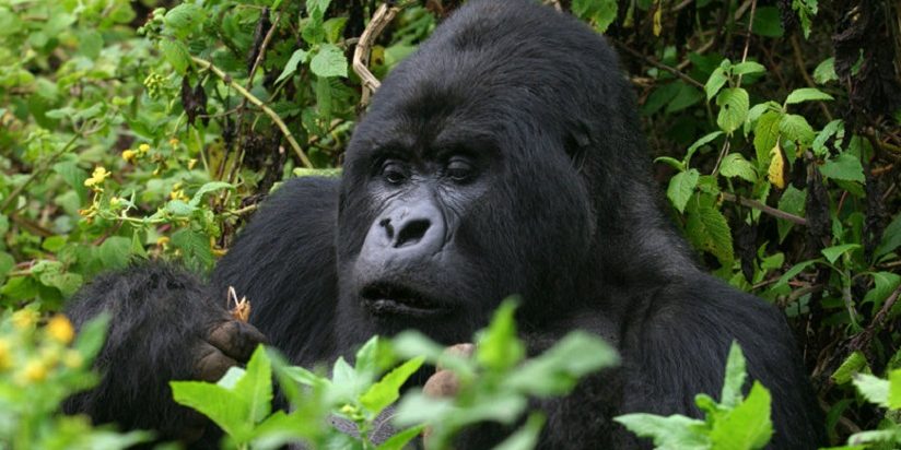 gorila Mountain Gorillas