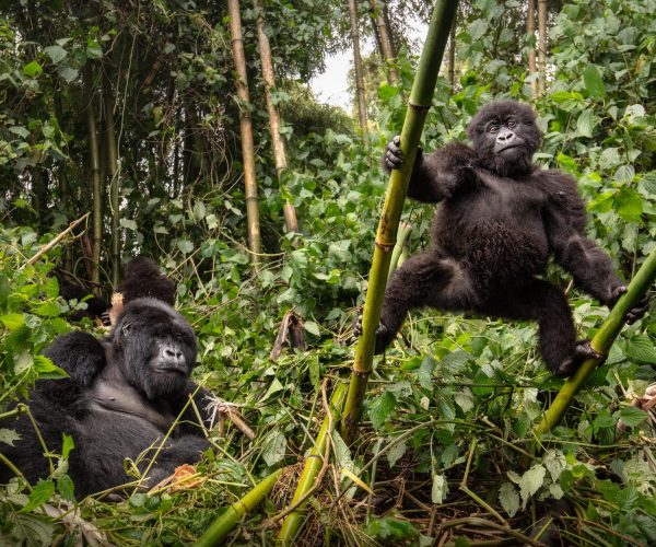 Uganda Gorilla Safari