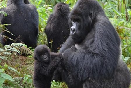 Gorilla Safaris Gorilla Habituation