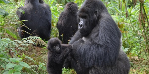 Gorilla Safaris Gorilla Habituation