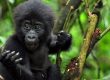 Gorilla Trekking Permit