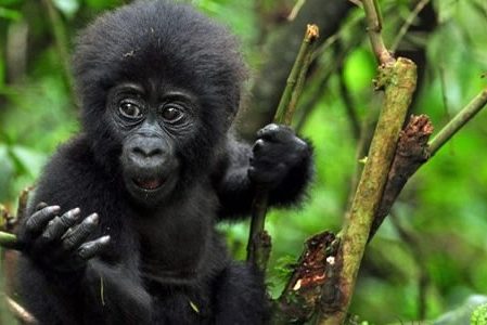 Visit Gorillas in Rwanda & Uganda on Self drive Gorilla Trekking Permit