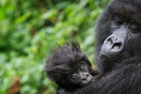 Visit Bwindi Gorillas Gorilla Trekking Uganda