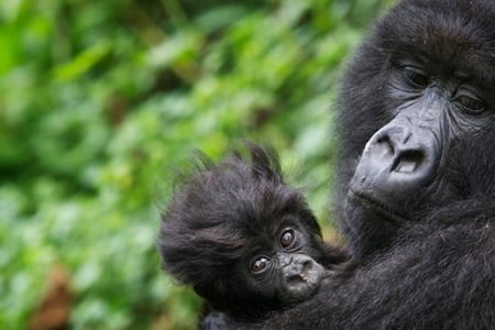 Visit Bwindi Gorillas Gorilla Trekking Uganda