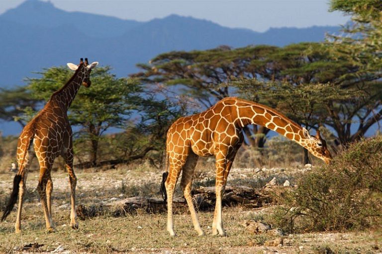 reticulated-giraffe Wildlife watching