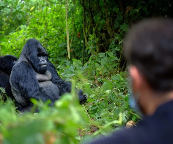 Gorilla Trekking in Rwanda