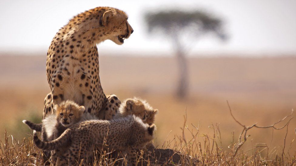 Wildlife watching in Kenya 