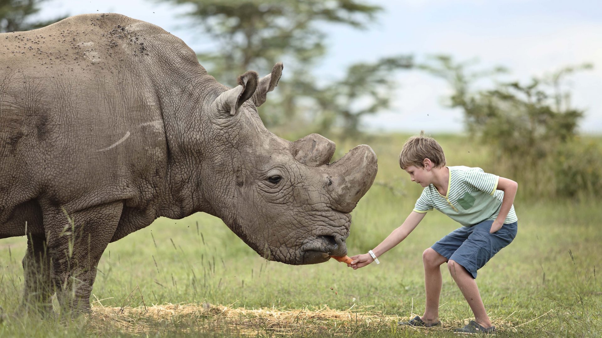 Rhino Tracking in Masai Mara