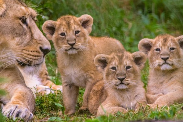 Game-Viewing-Akagera- Lions