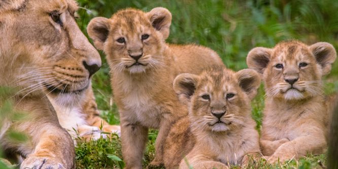 Game-Viewing-Akagera- Lions