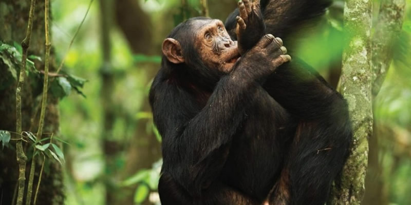 Chimpanzee tracking 