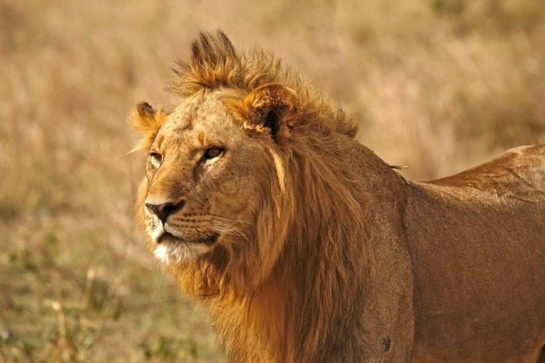 kenya-lions Lion Watching