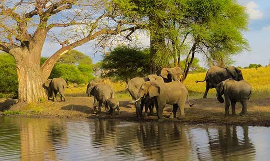 Tanzania Safaris