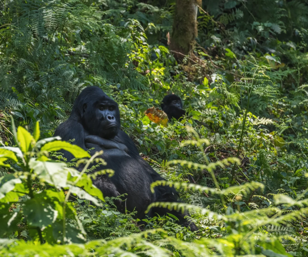 Gorilla trekking Tour
