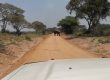 Game drive in Tanzania Parks
