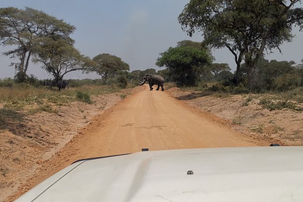 Jen-kenya Game drive in Tanzania Parks