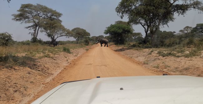 Game drive in Tanzania Parks