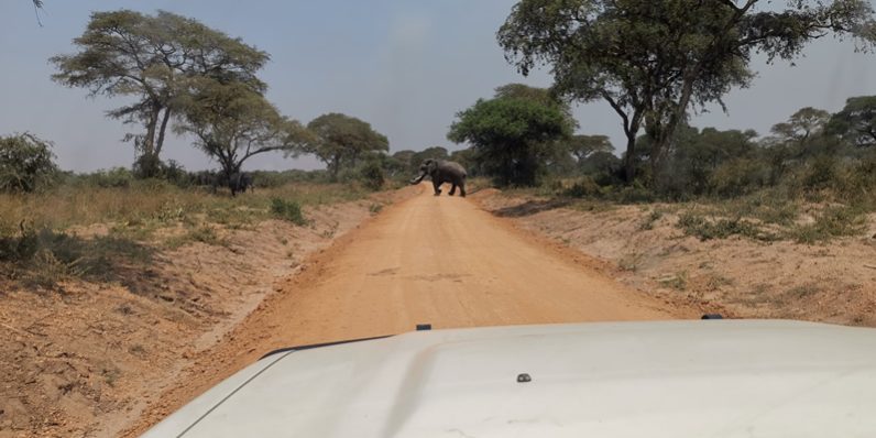 Game drive in Tanzania Parks