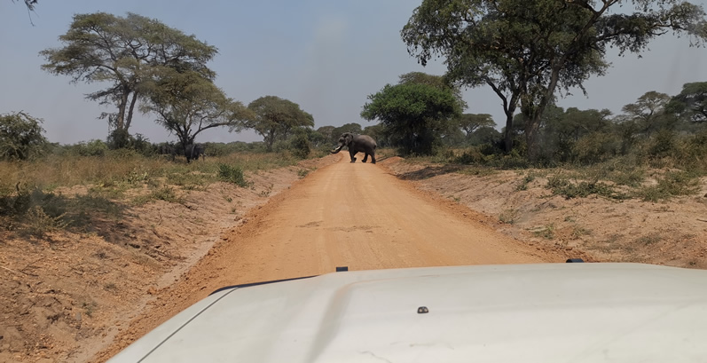 Game drive in Tanzania Parks 