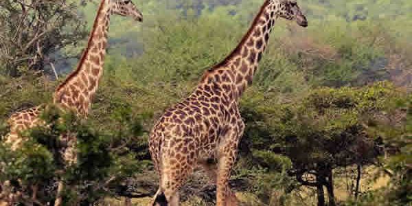 Tanzania Wildlife Safari