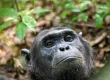 Chimp Trek