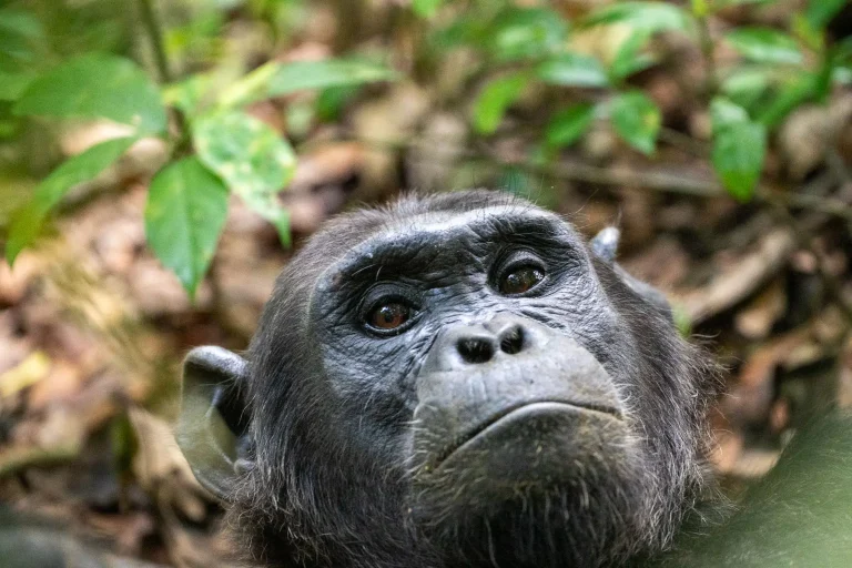 chimps Chimp Trek