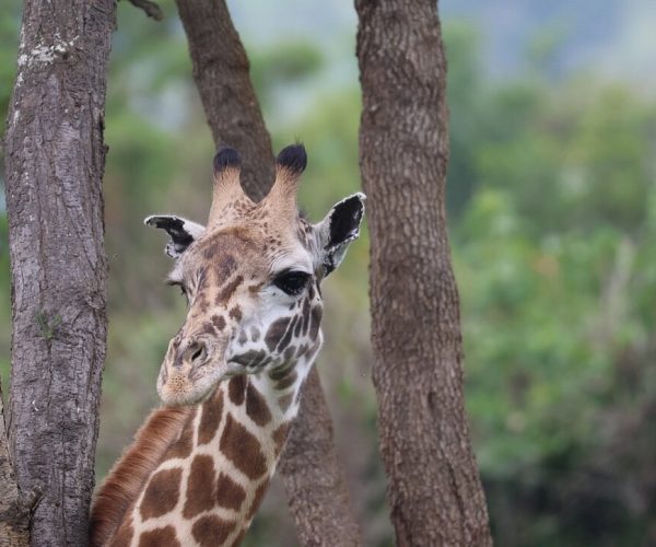 giraffe Wildlife watching in Rwanda