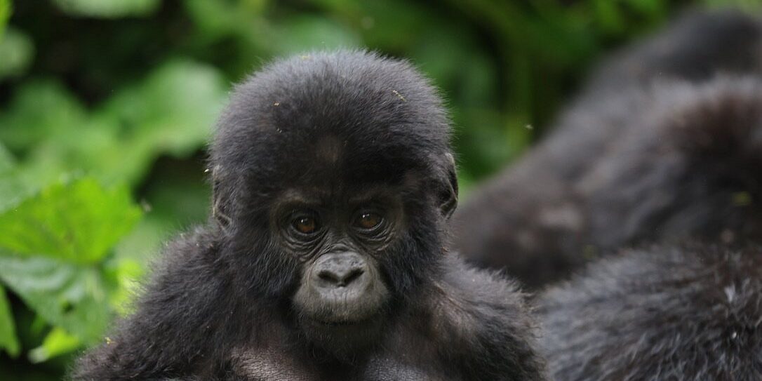 gorilla-trek Gorilla Trekking in Uganda