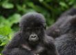 Gorilla Trekking in Uganda
