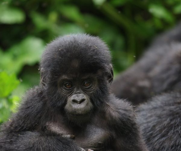 Gorilla Trekking in Uganda