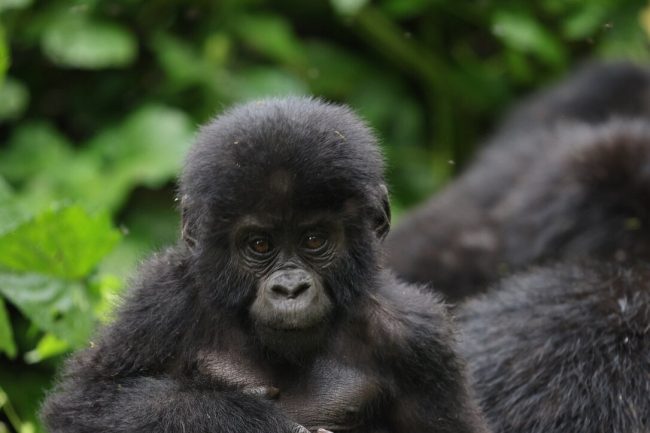 Gorilla Trekking in Uganda