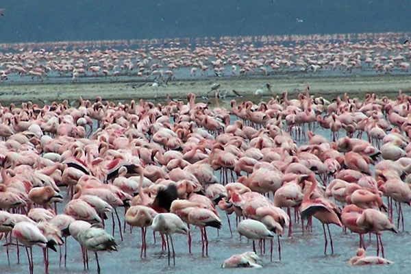 Lake Nakuru National Park