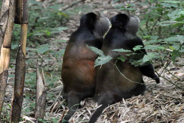 golden monkey Golden Monkey