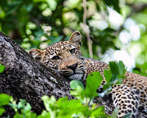 Leopard Wildlife Watching
