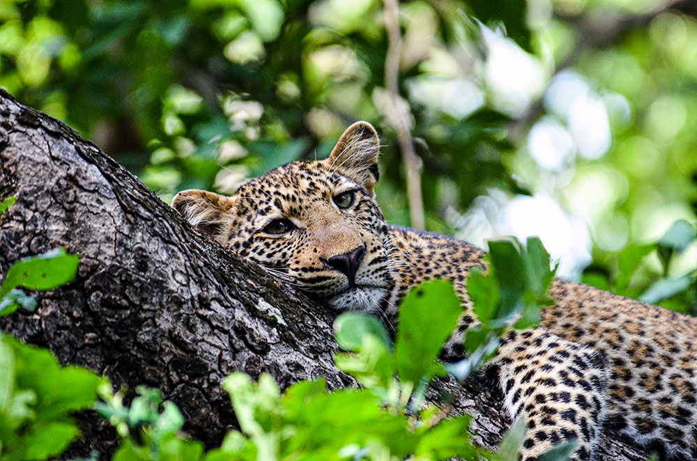 Wildlife Watching 